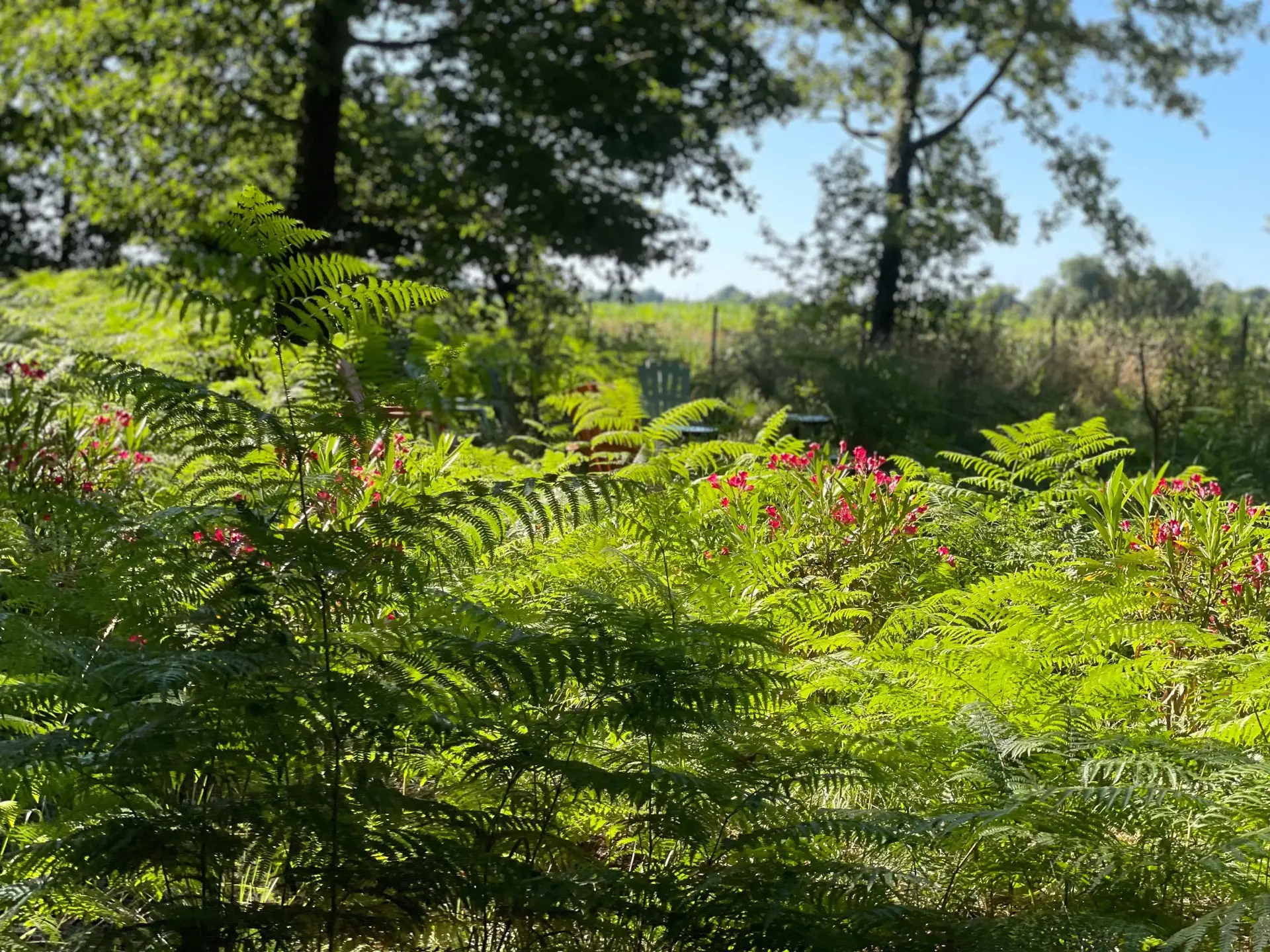 Fougères et fleurs du domaine de Sallebœuf.