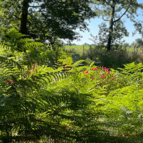 Fougères et fleurs du domaine de Sallebœuf.