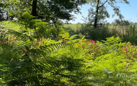 Fougères et fleurs du domaine de Sallebœuf.