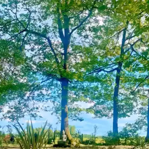 Les grands arbres du domaine de Sallebœuf.